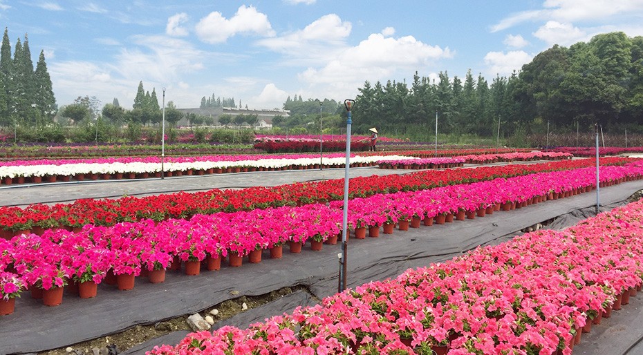 今年会jinnianhui园林绿化维护